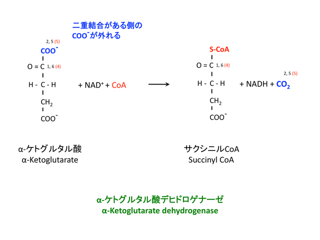 TCAサイクル(The citric acid cycle)References