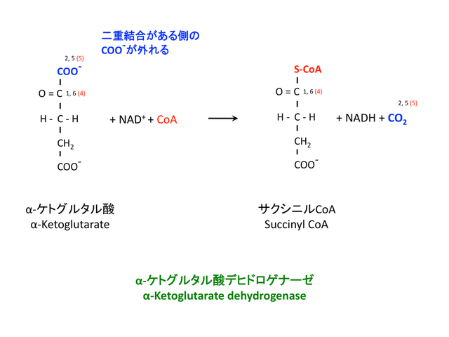 サクシニルCoAの生成