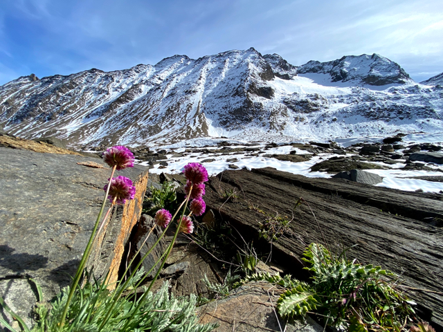 ci alziamo di quota e nel calpestare la neve si fa lo slalom fra  fiori temerari