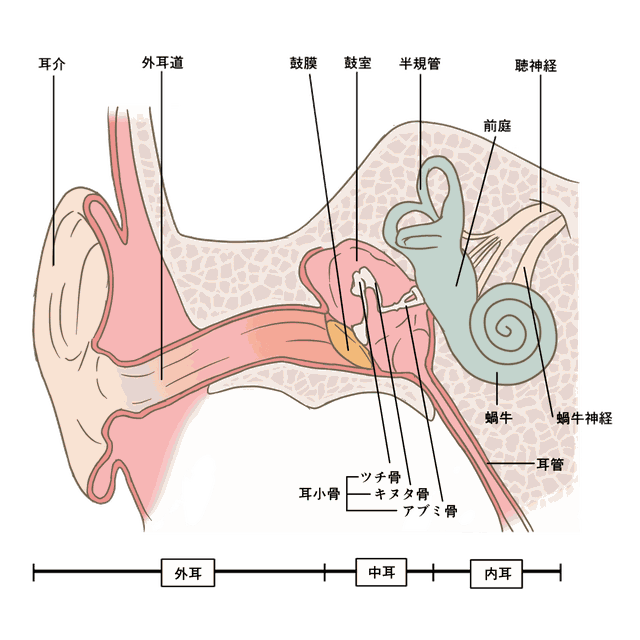 聞こえの重要性、聞こえのしくみと難聴