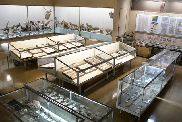 自然展示　大洲の自然・生物（5階・第2展示室）