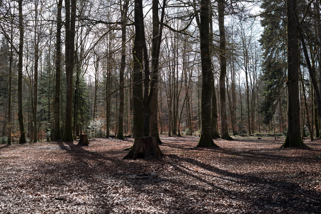 Le plateau du Glasbrunnen, forêt de Bremgarten, Berne. 