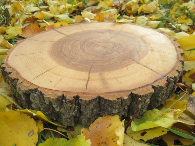 спил дерева для дорожек,спил дерева для стен,срез дерева,пано из спилов ...