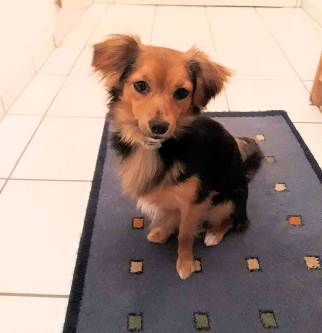 Die besondere Geschichte SardinienHunde e.V.