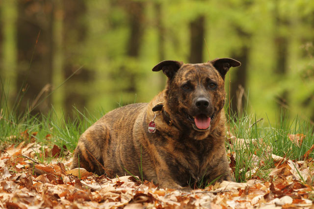 Chemotherapie beim Hund viel besser als ihr Ruf Tierarzt Bergisch