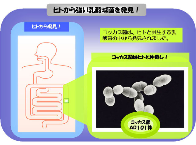 『人由来の腸内細菌　コッカス101菌』『コッカスの効果』