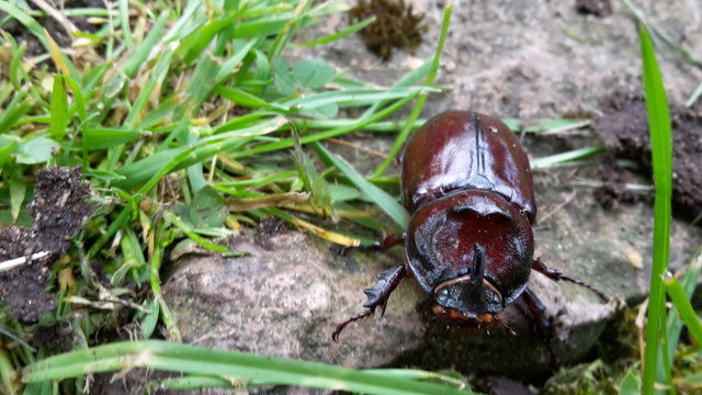In meinem Garten wohnen Nashorn........ - Undine Westphal