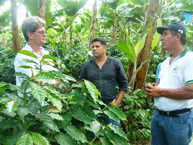 Un experto brasileño y dos ecuatorianos intercambian información sobre experiencias en cultivo de café. El Carmen, Ecuador.