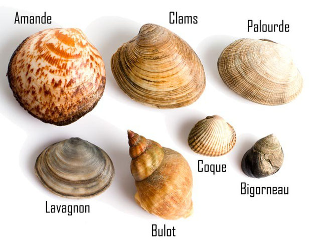 Savoir reconnaître les différents coquillages - Technologie Restaurant ...