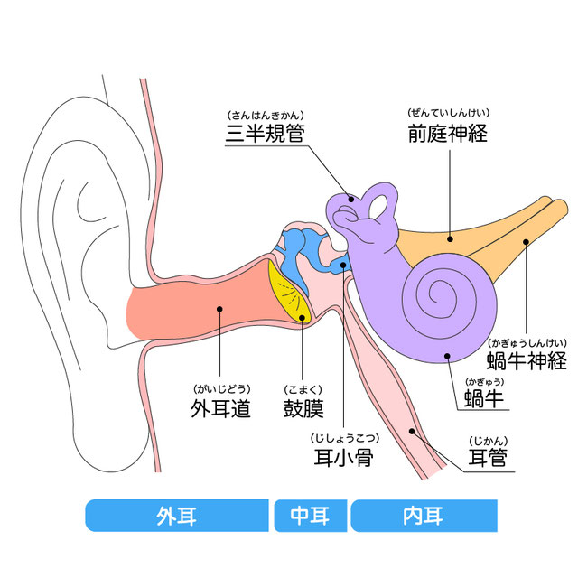 聞こえについて 熊本県人吉市・認定補聴器専門店補聴器センター宮山 聞こえについて 熊本県人吉市・認定補聴器専門店補聴器センター宮山