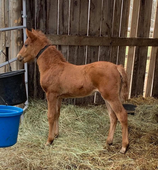 Foundation Horses for sale.