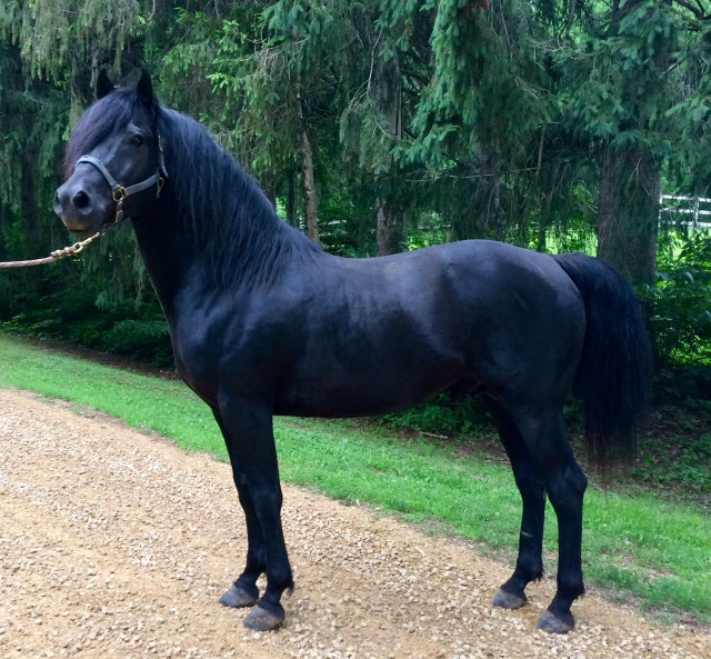 Foundation Horse Breeding Stallions