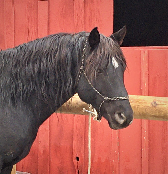 Foundation Horse Breeding Stallions