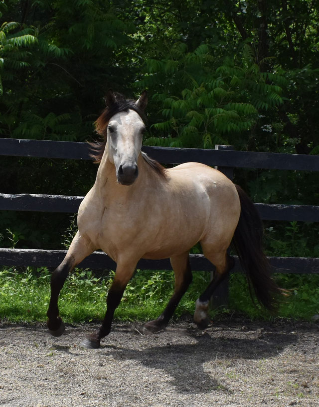 Foundation Horse Breeding Stallions