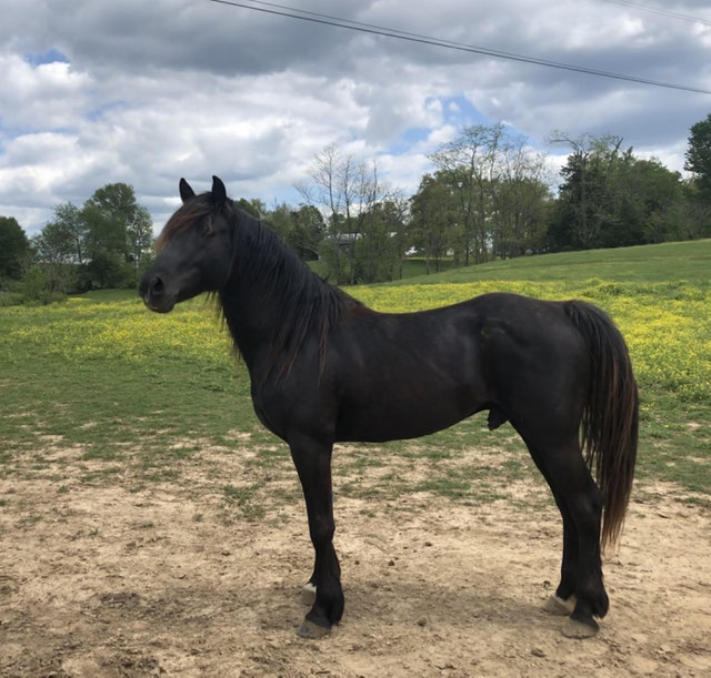 Foundation Horse Breeding Stallions