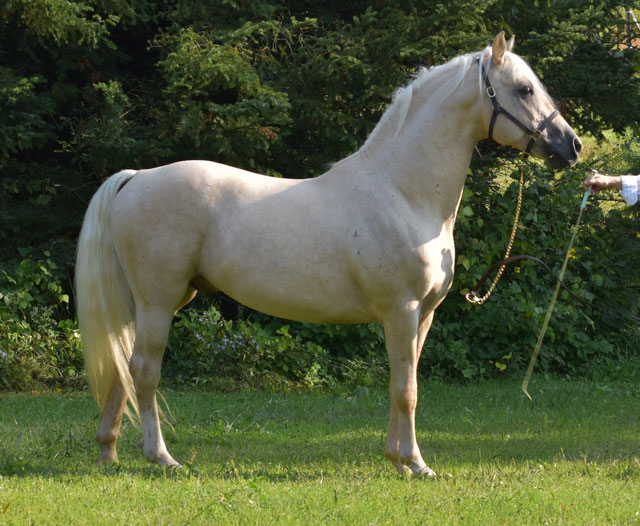 Foundation Horse Breeding Stallions