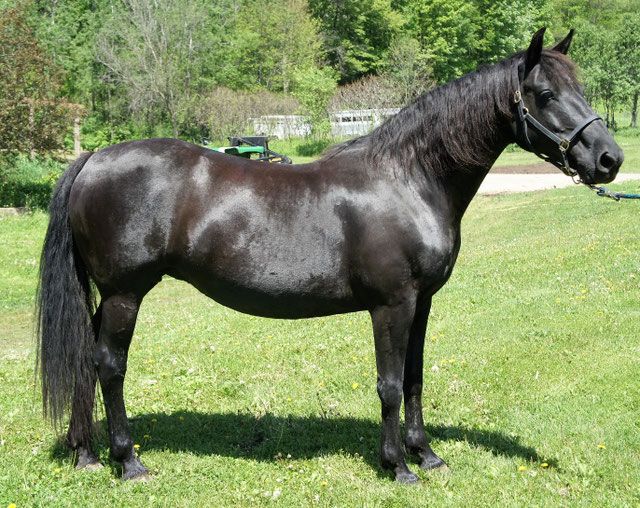 Foundation Horse Mares