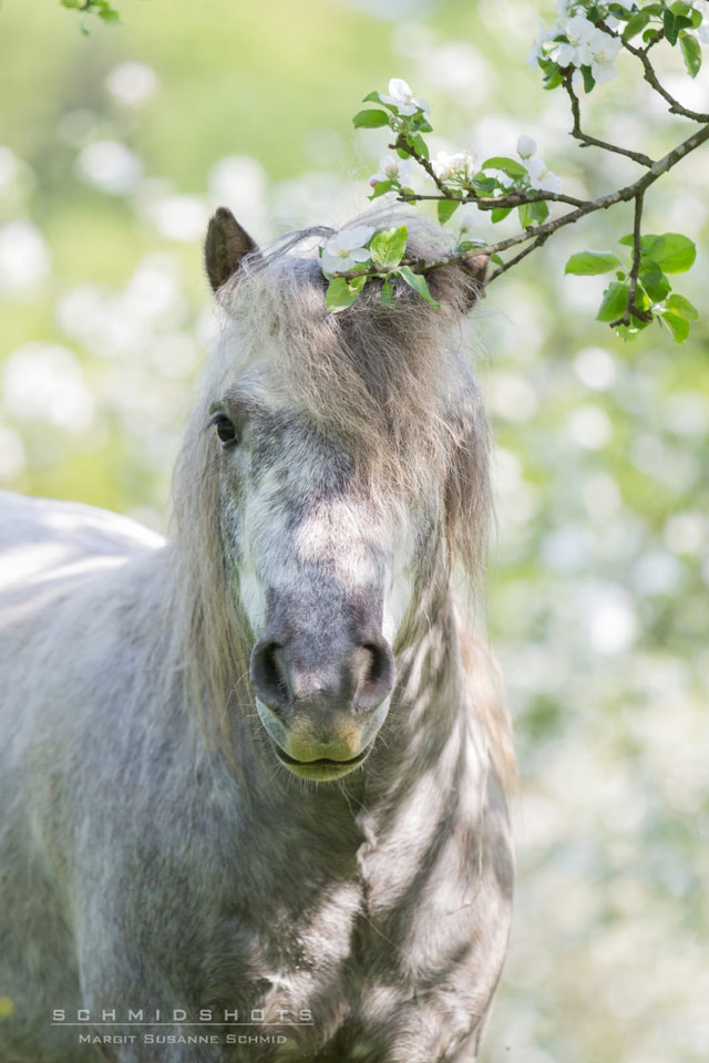 Vitamin B Komplex rossnatur