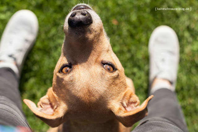 Blogger berichten Wanderglück auf vier Pfoten Wandern mit Hund