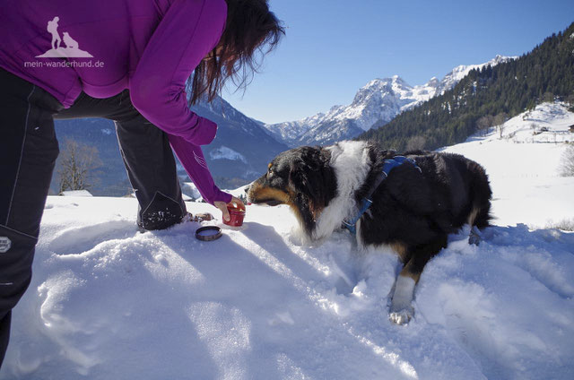 Winter Wanderungen mit Hund Wandern mit Hund