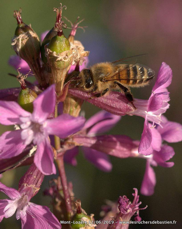 Apis mellifera & Viscaria vulgaris, Pont-de-Montvert