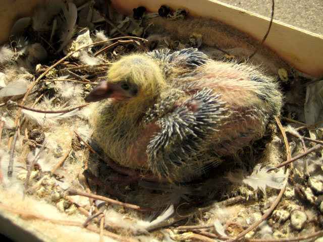 Taubenküken Adoption - Stadttaubenprojekt Hamm