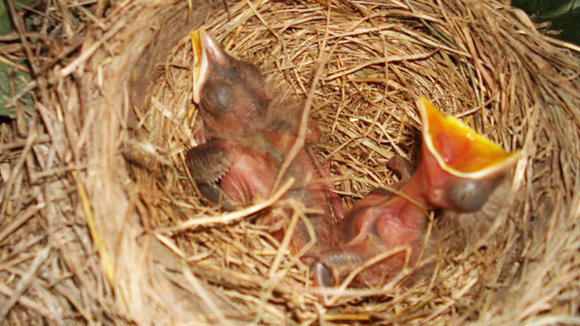 vogelArt - Neulich auf meinem Balkon