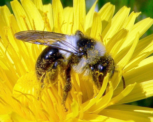 Bienengewimmel auf dem Rasen - Sandbienen sind harmlos - NABU