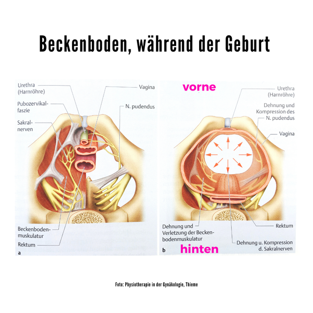 Wie verhalte ich mich nach der Geburt? Nicole Frank Physiotherapie