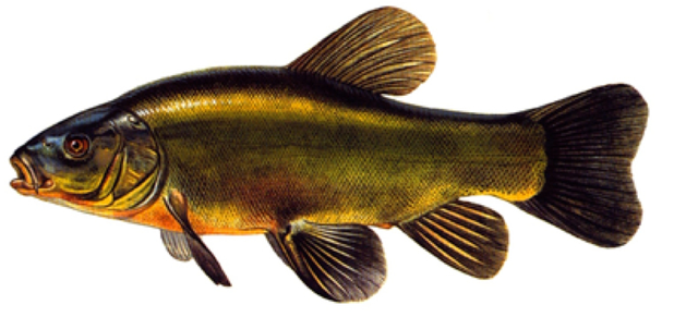 KADİFE BALIĞI Pike Hunter Fishing Turna Avı Kara Avı Av Avcı