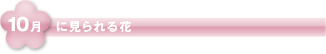 10月に見られる花