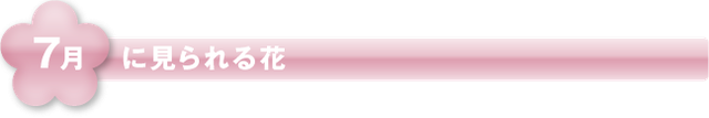7月に見られる花