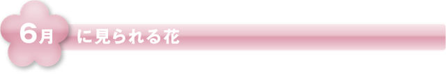 6月に見られる花