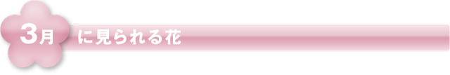 3月に見られる花