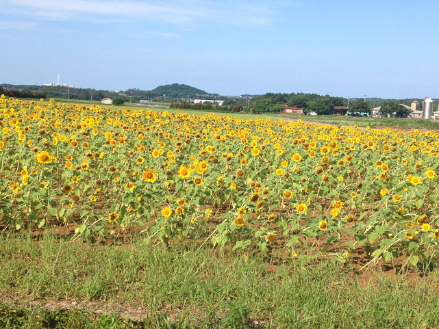 最後にひまわり畑がお見送りー