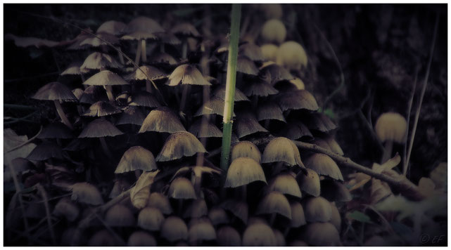 Im Schatten des Waldes am Fuße eines Baumstamms... eine dichte Pilzkolonie