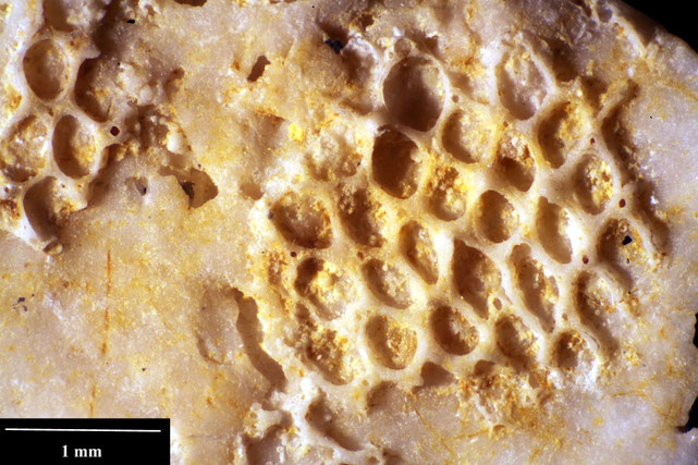 Bryozoa Art: Ellisina britannica (Brydone 1906) aus Bryozoen Sammlung Senckenberg Frankfurt,  CC BY:  Dr. Rainer Teubner