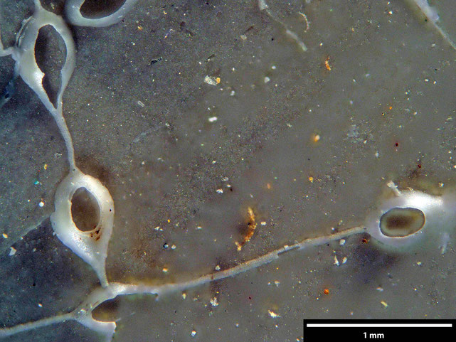 Senckenberg, Bryozoa, Bryozoen, Moostierchen, Sammlung Voigt