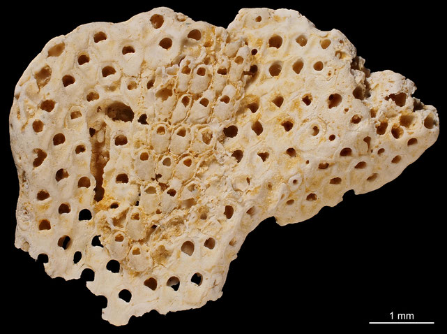 Bryozoa Art: Balantiostoma marsupium Von Hagenow 1846 aus Bryozoen Sammlung Senckenberg Frankfurt,  CC BY: Michael Sondermann
