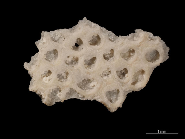 Senckenberg, Bryozoa, Bryozoen, Moostierchen, Sammlung Voigt