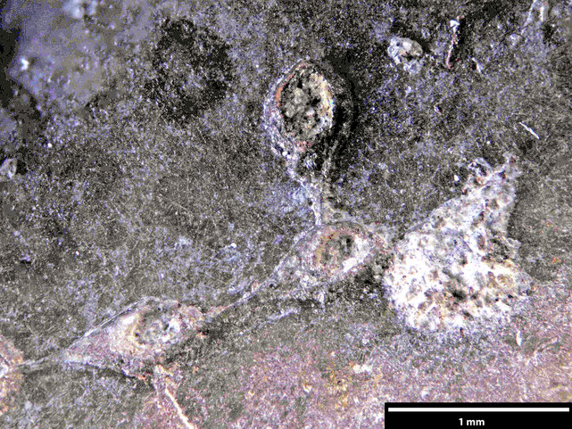 Senckenberg, Bryozoa, Bryozoen, Moostierchen, Sammlung Voigt