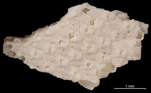 Senckenberg, Bryozoa, Bryozoen, Moostierchen, Sammlung Voigt