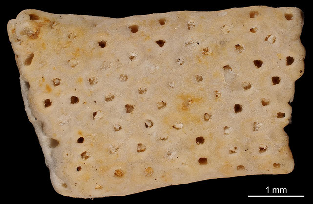 Bryozoa Art: Onychocella dichotoma (Goldfuss 1826) aus Bryozoen Sammlung Senckenberg Frankfurt,  CC BY: Michael Sondermann