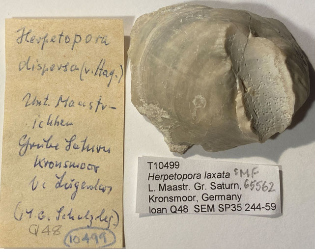 Senckenberg, Bryozoa, Bryozoen, Moostierchen, Sammlung Voigt