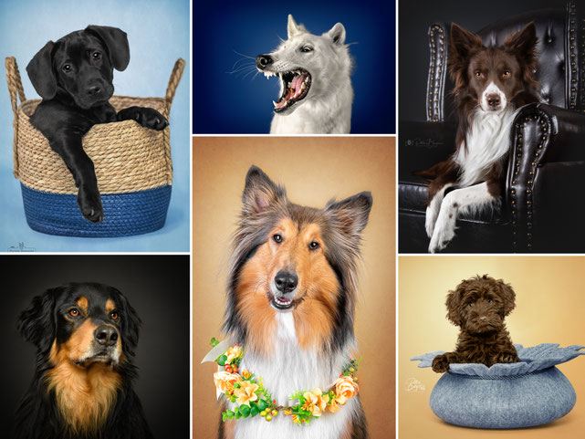 Studiofotografie/Hundefotografie im Studio Berlin – Petra Borger Tierfotografin