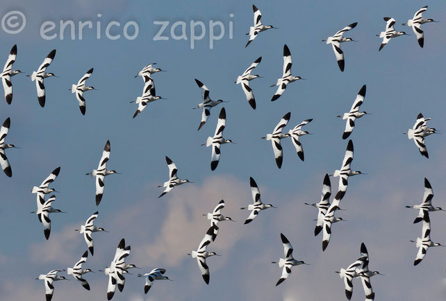 Un bellissimo stormo di Avocette (Recurvirostra avosetta Linnaeus, 1758) in volo sulle Saline di Cervia in una giornata invernale fredda, ma soleggiata.