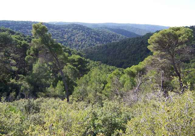 forêt-classée-réserve-naturelle-Saragosse-amandes