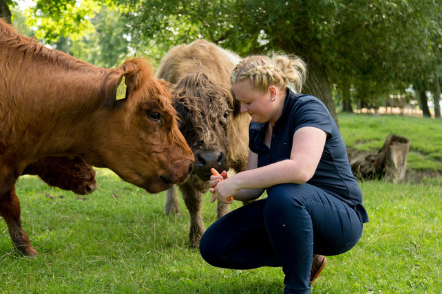 Hjördis und Henning Plate mit ihren Galloways auf der Weide