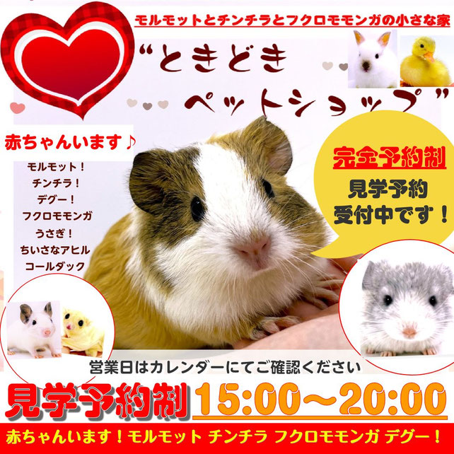 モルモット・小動物の国内ブリード専門店【ときどきペットショップ】茨城県・東京都・埼玉・関東近県からのご来店多数♪