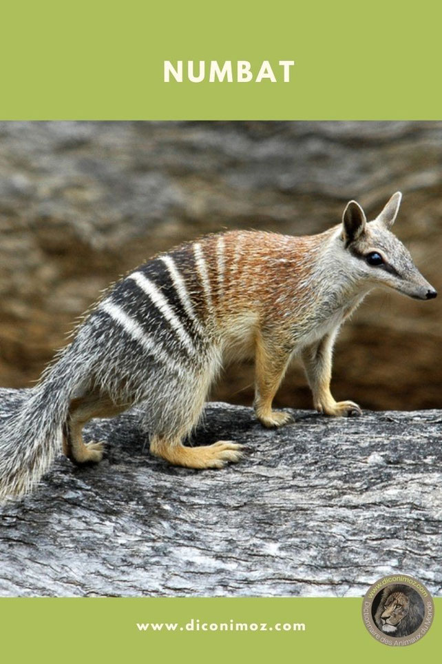 numbat fiche animaux par N